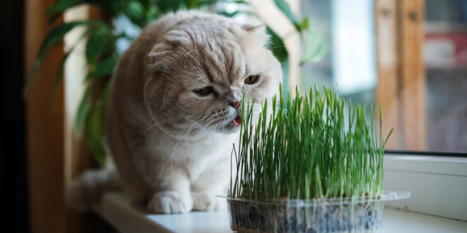 Cultivating for Kitty – Grasses to Grow for your Cat