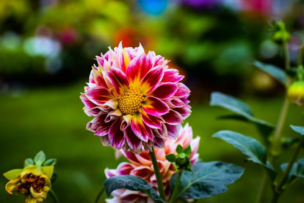 Dahlias Delight in a Retro Revival