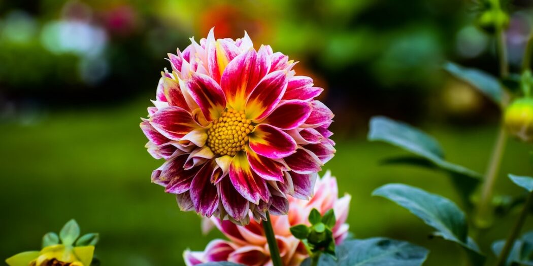 Dahlias Delight in a Retro Revival! GrownUps New Zealand