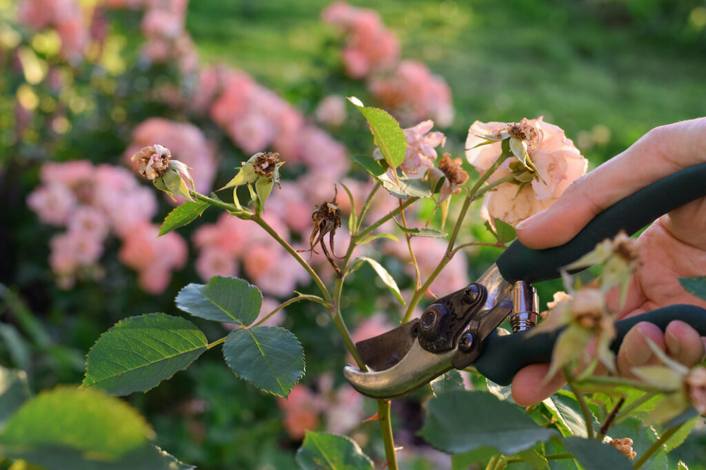Deadheading - Rose Bush Care