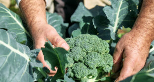 Decoys in the Garden