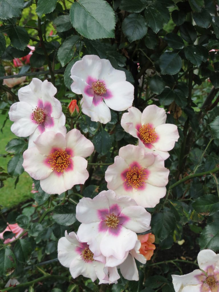 New roses 2018 – Part 1 - GrownUps New Zealand