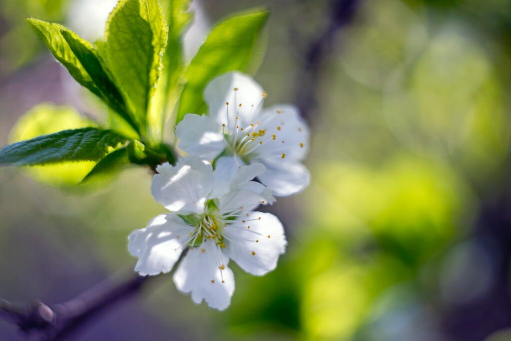 Finicky Fruit Trees? How to Boost their Blossom!