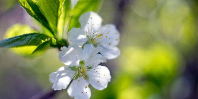 Finicky Fruit Trees? How to Boost their Blossom!