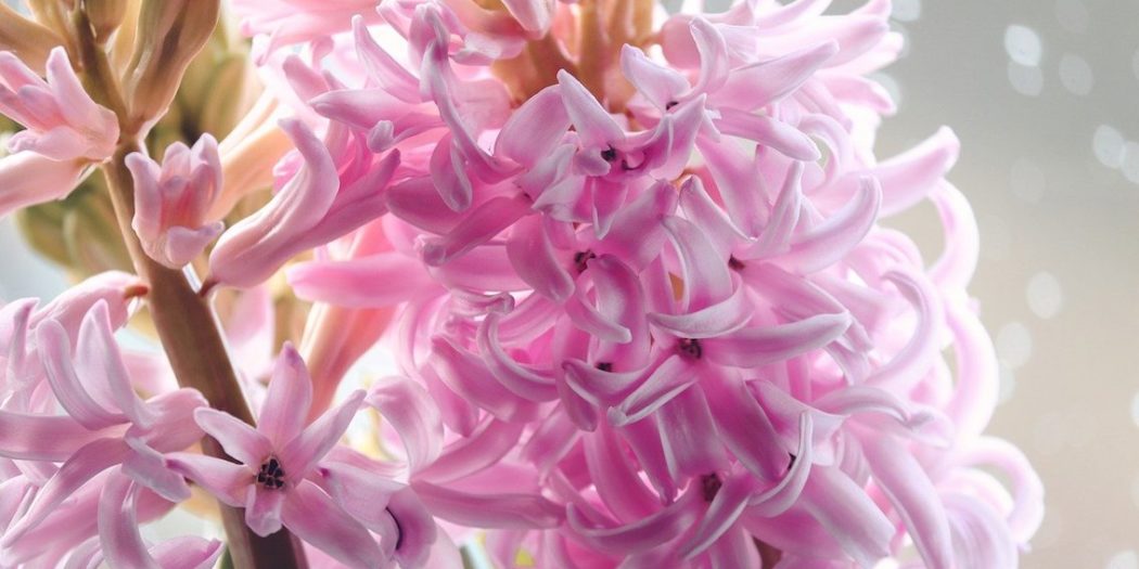 Don’t Miss Out on these Fragrant Garden Delights GrownUps New Zealand