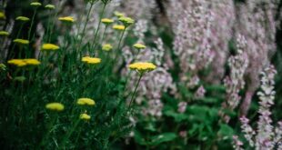 From Weed to Wonder-flower – yarrow’s transformation