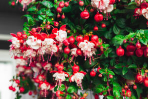 Fuchsia ‘Swing Red & White’