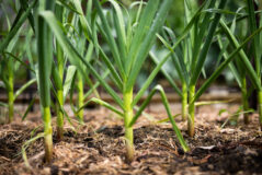 Garlic Success – in the age of rust