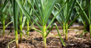 Garlic Success – in the age of rust