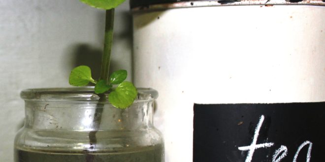Grow plants in water - Place the glass jar out of direct sunlight