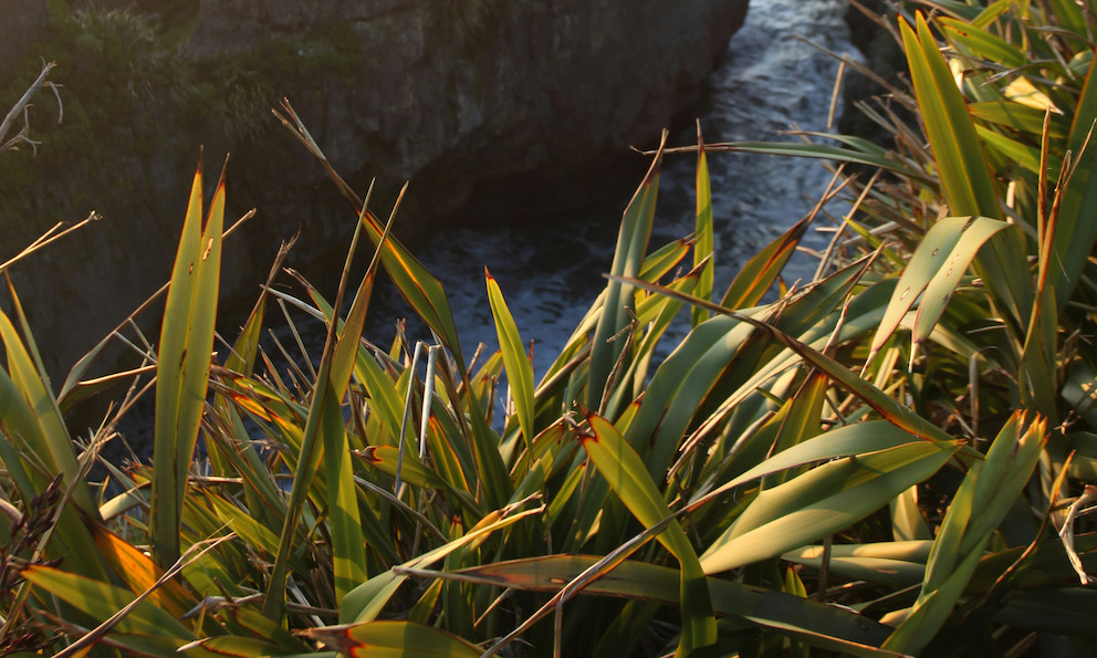 Harakeke – Functional and Fun