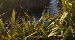 Harakeke – Functional and Fun