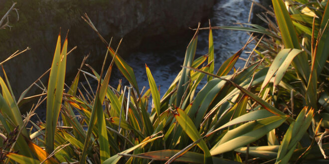 Harakeke – Functional and Fun