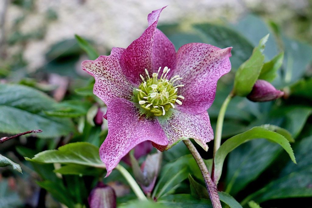 Hellebore article