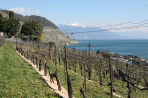 How This Swiss Vineyard Is Helping The Planet