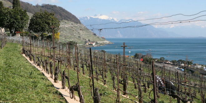 How This Swiss Vineyard Is Helping The Planet