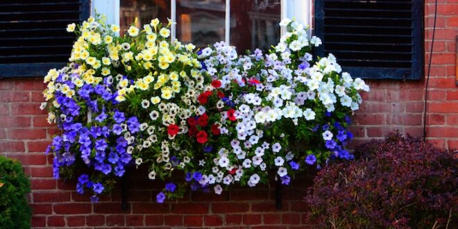 How to Grow Flowering Containers Like the Professionals