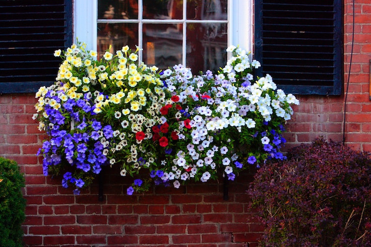 How to Grow Flowering Containers Like the Professionals