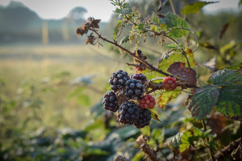 How to Protect Your Young Fruit and Berries