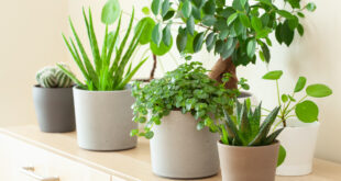 Indoor Plant Combinations That Actually Thrive Together