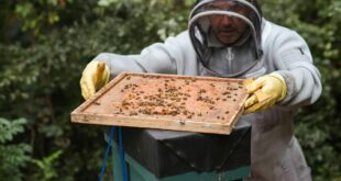 Is Hobby Beekeeping for you