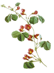 Kennedia carinata