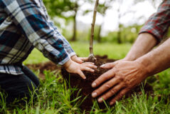 King’s Birthday Weekend – perfect for a planting
