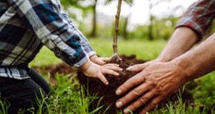 King’s Birthday Weekend – perfect for a planting