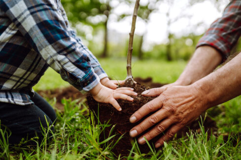 King’s Birthday Weekend – perfect for a planting