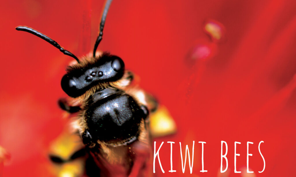 KiwiBees