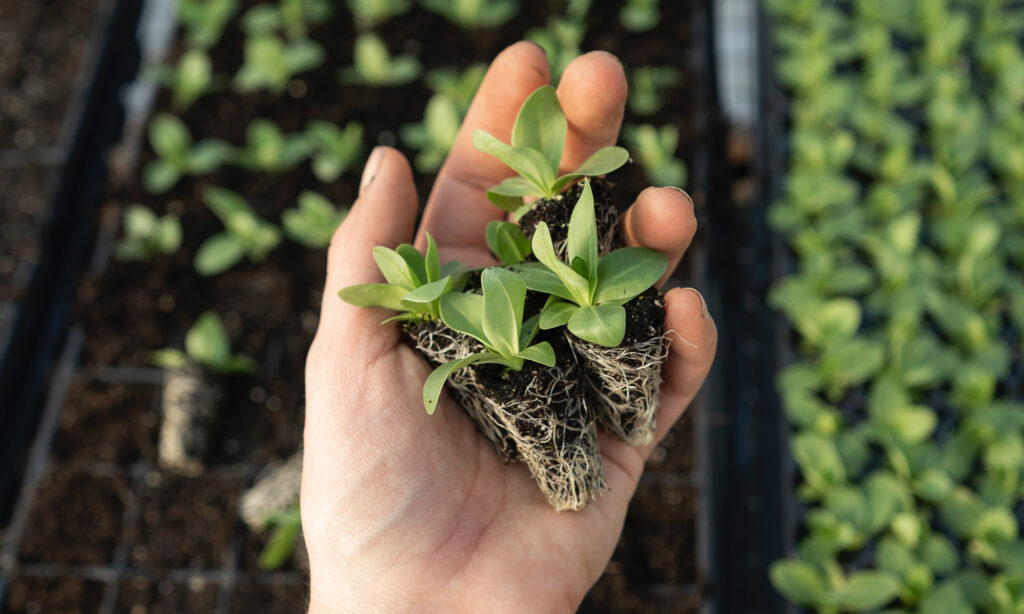 Know and Sow – a growers guide to spuds for all seasons