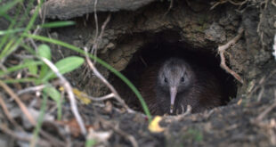 Kuwi’s Journey with Save the Kiwi_