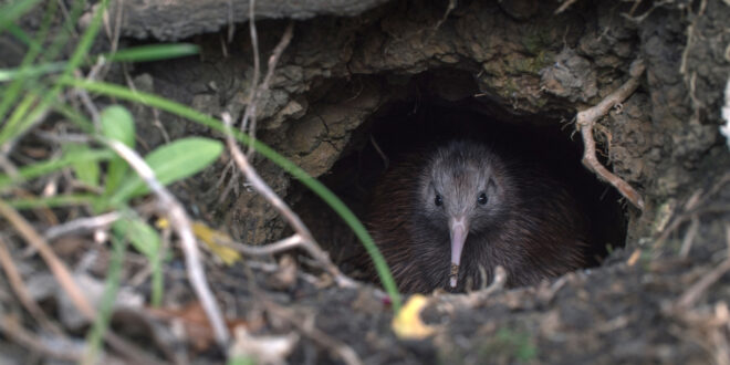 Kuwi’s Journey with Save the Kiwi_