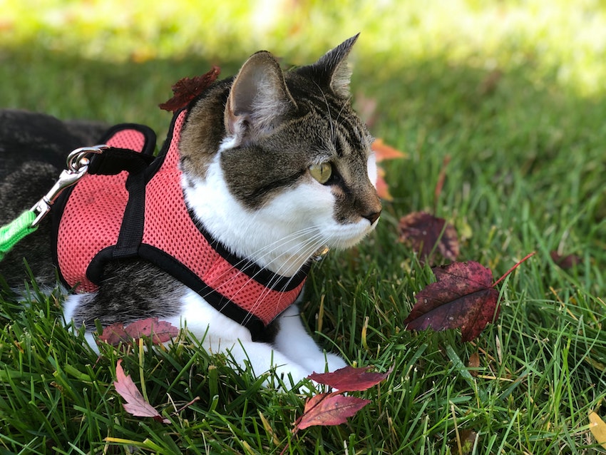 Leash training your cat