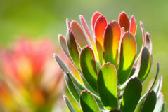 Love a Leucadendron