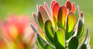 Love a Leucadendron