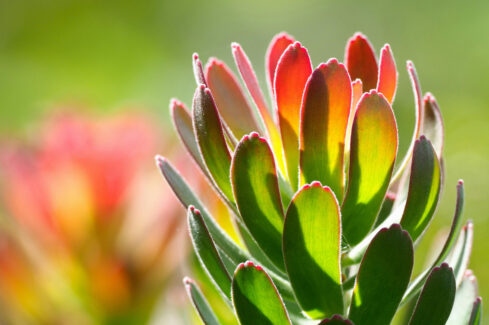Love a Leucadendron