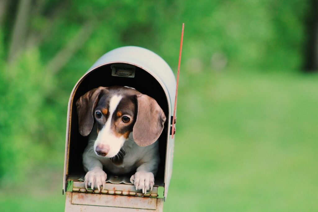 Mail Me - how to use your mail box to liven up your day