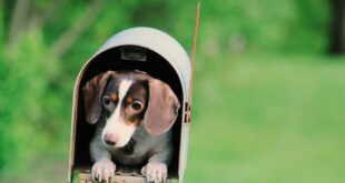 Mail Me - how to use your mail box to liven up your day