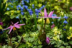 Mini Bulbs for Little Gardens
