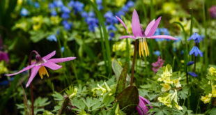 Mini Bulbs for Little Gardens