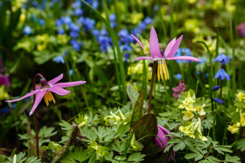 Mini Bulbs for Little Gardens