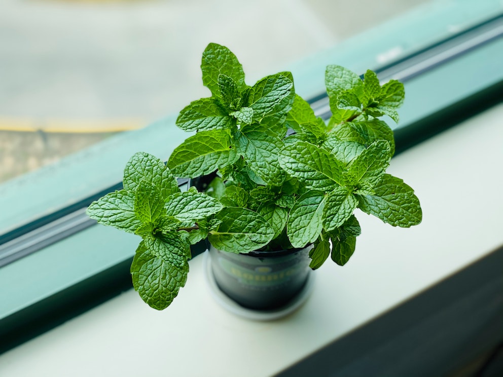 Mint – the Christmas essential you can grow yourself