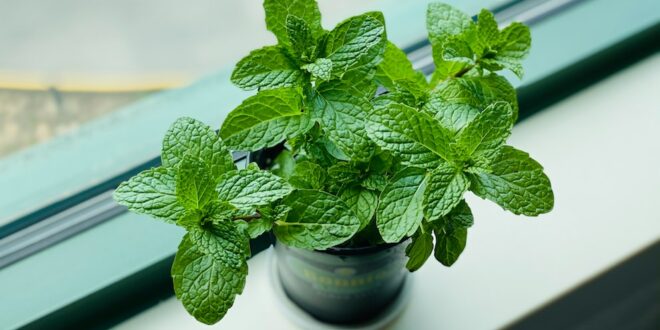 Mint – the Christmas essential you can grow yourself