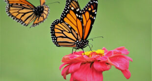 Monarch Butterflies added to the Endangered List