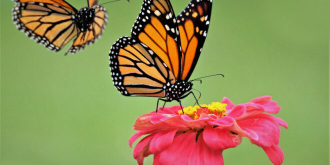 Monarch Butterflies added to the Endangered List