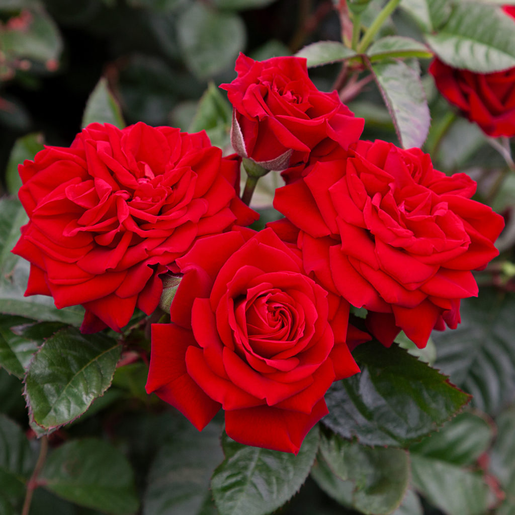 Rose of the Month – My Best Mate - GrownUps New Zealand