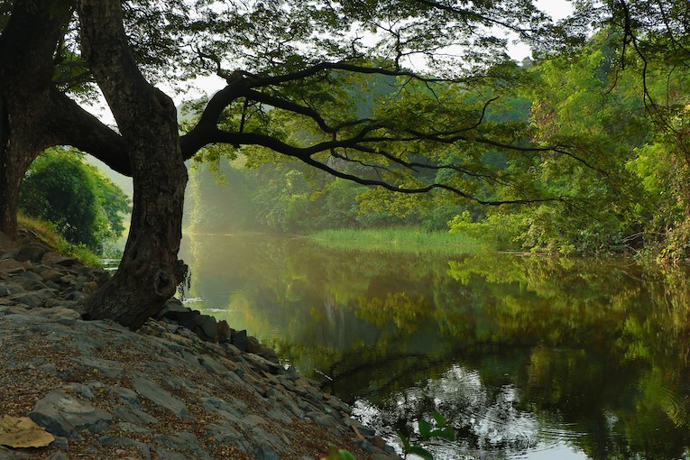 Nature Practices for Brain Health