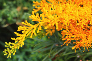 Nuytsia floribunda