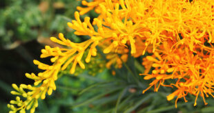 Nuytsia floribunda